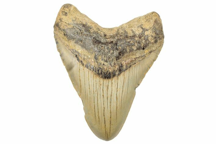 Fossil Megalodon Tooth - North Carolina #245731